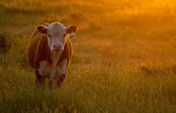 Wat zijn grasgevoerde runderen?