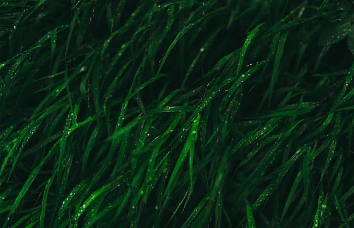 Vegan Omega-3 Algenolie: Een Kwalitatief Hoogwaardige Bron van Essentiële Omega-3 Vetzuren