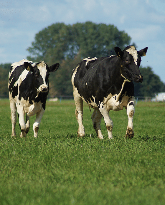 Nederlandse grasgevoerde koeien.