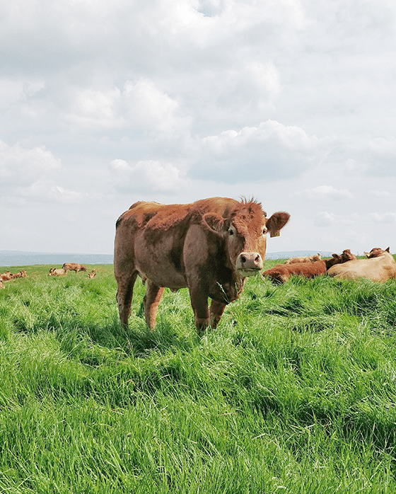 Runderlever Supplement - Koe in weide