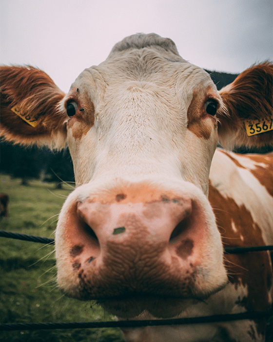 Runderlever Supplement - Koe