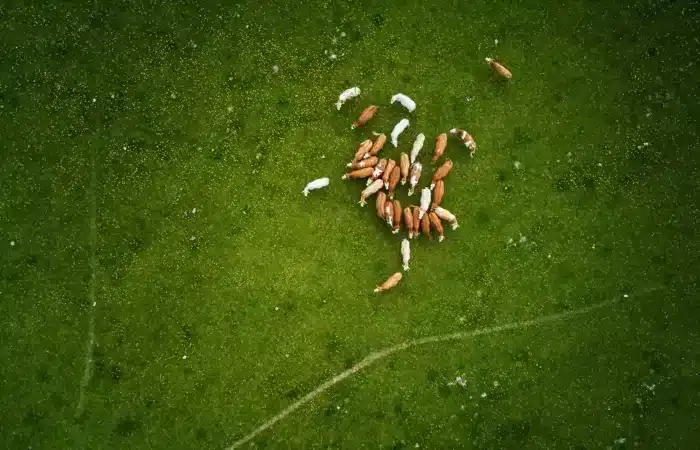 Ossengal Supplementen