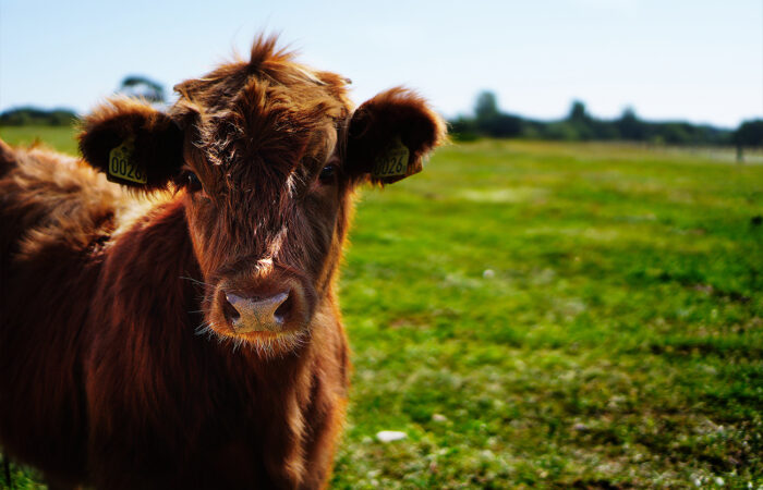 Het belang van Heemijzer voor je gezondheid - Rundermilt