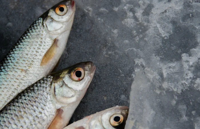 Gefermenteerde levertraan: een gezondheidsbooster voor jouw welzijn
