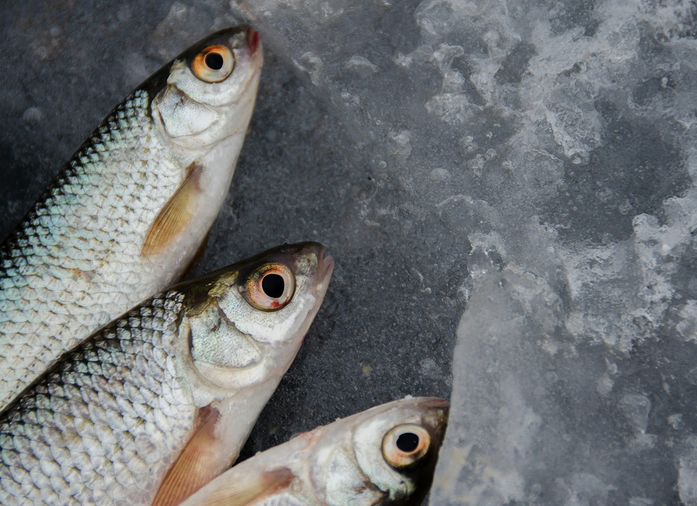 Gefermenteerde levertraan: een gezondheidsbooster voor jouw welzijn