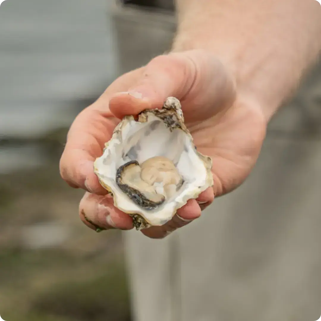 Modern Native Oester Kortingscode: 10% Korting - Sfeerbeeld Oester